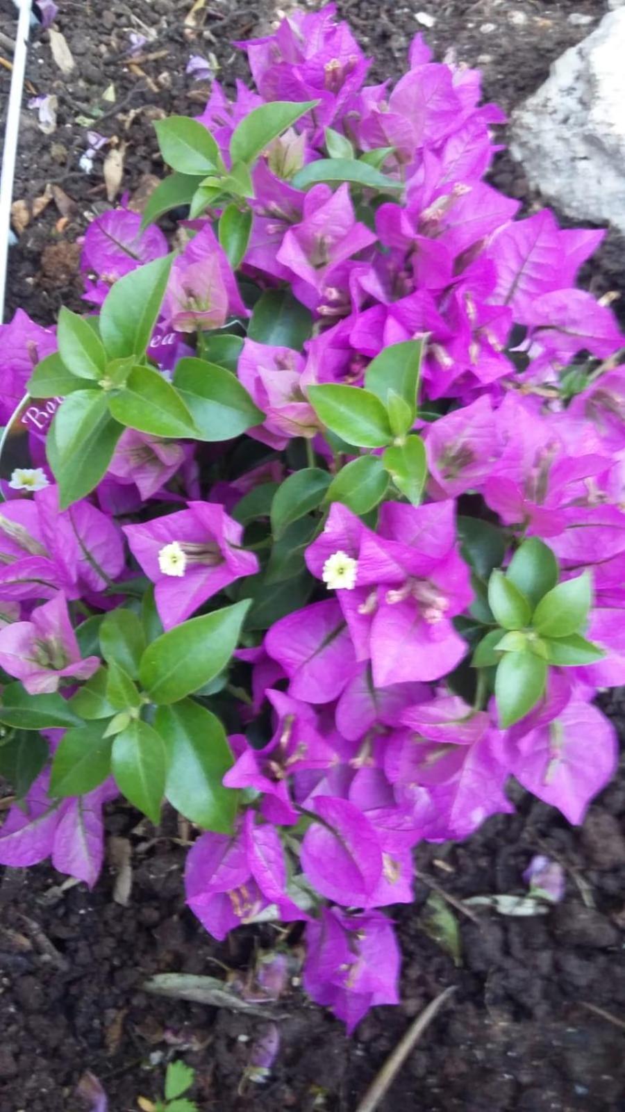 Okuklje Apartment Nadine Mljet Mit Meerblick מראה חיצוני תמונה