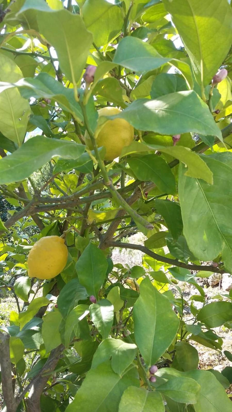 Okuklje Apartment Nadine Mljet Mit Meerblick מראה חיצוני תמונה