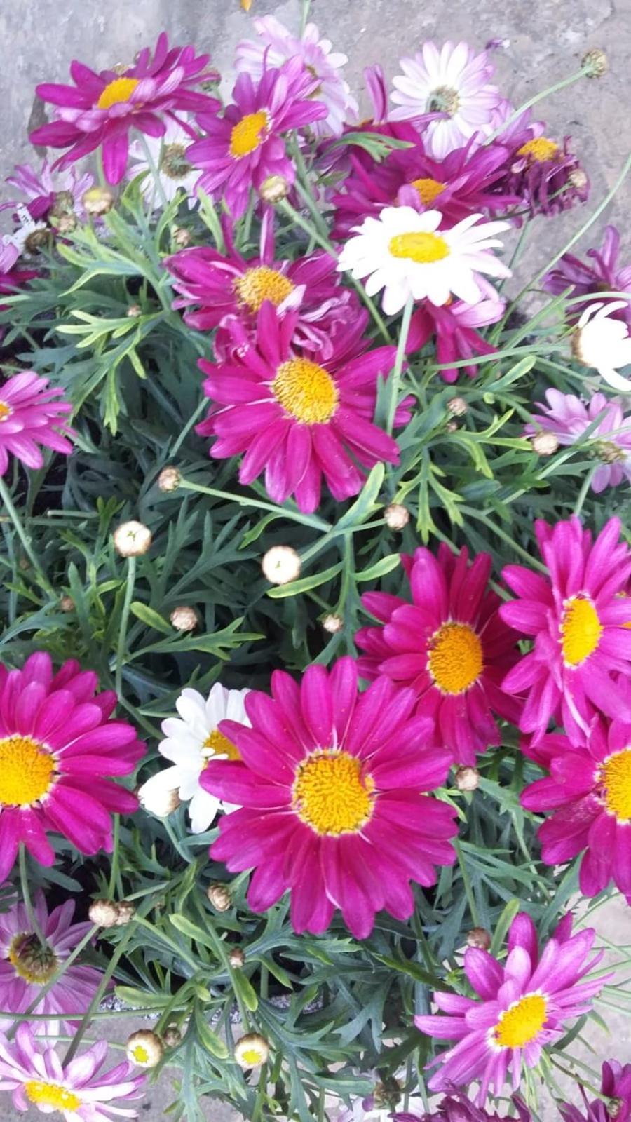 Okuklje Apartment Nadine Mljet Mit Meerblick מראה חיצוני תמונה