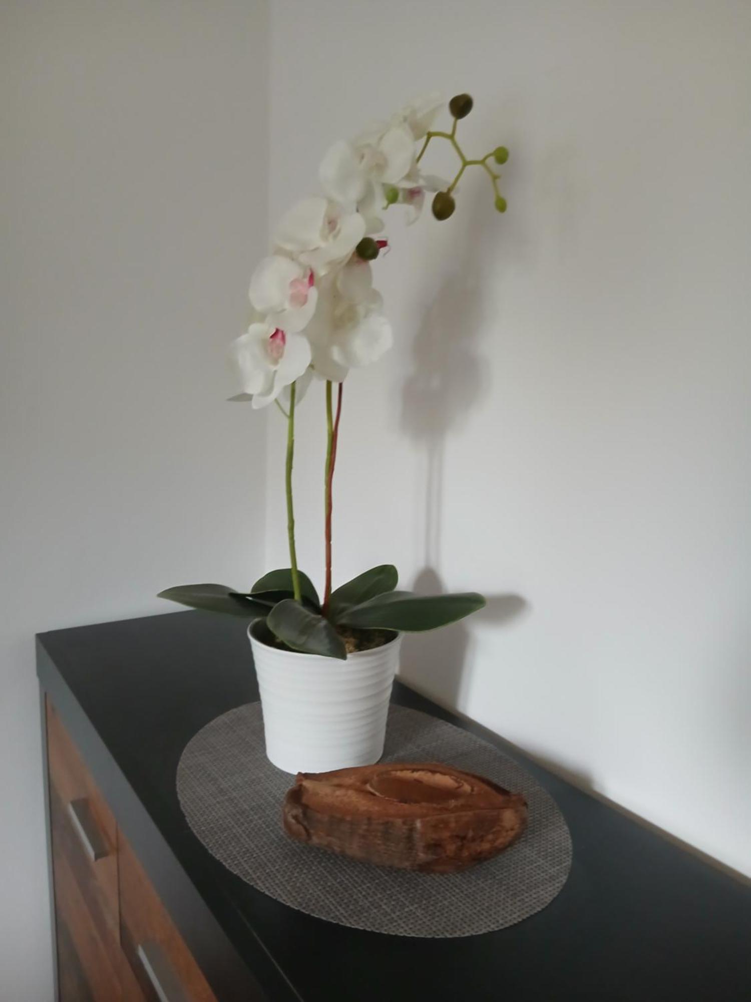 Okuklje Apartment Nadine Mljet Mit Meerblick מראה חיצוני תמונה